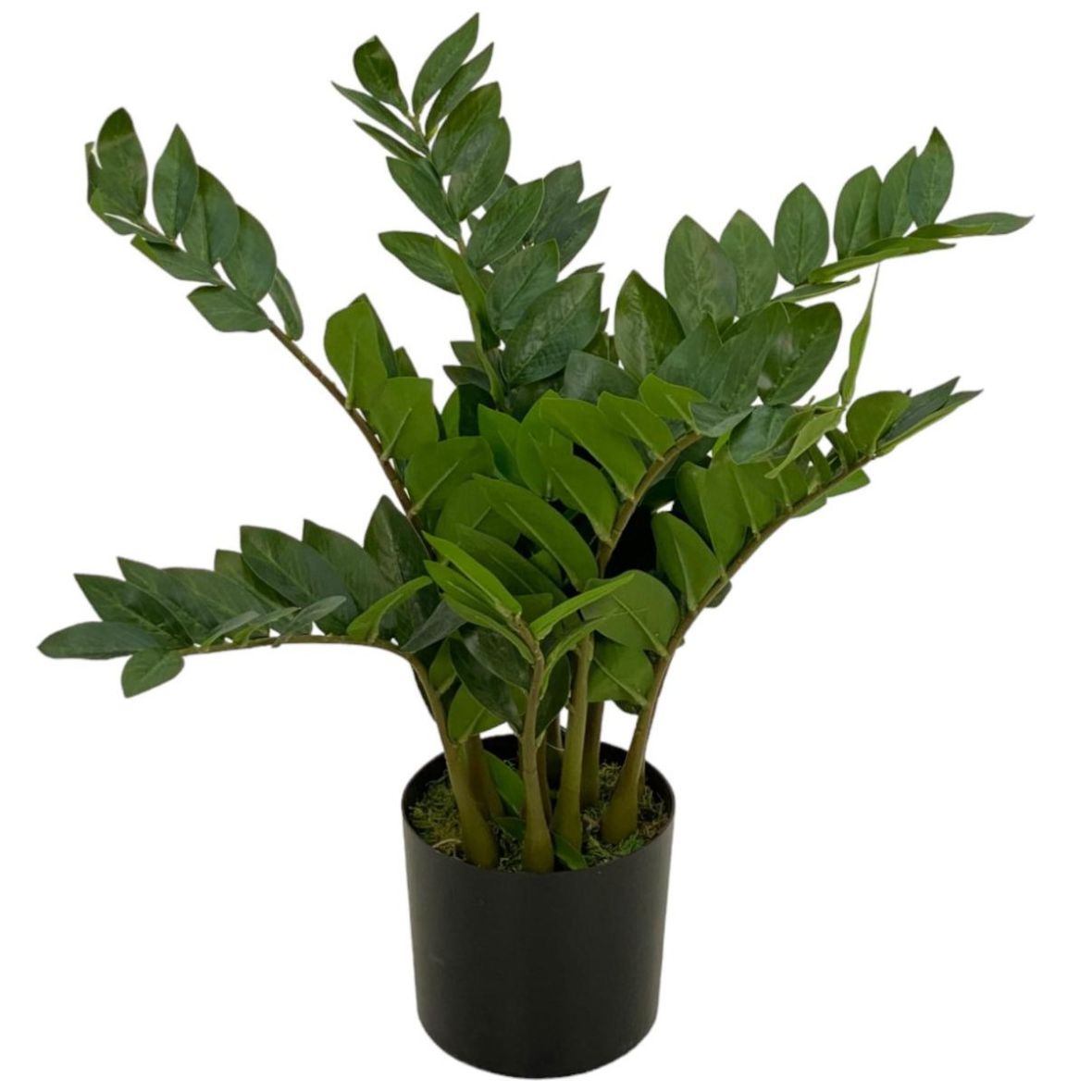 Planta Artificial Base Zamioculcas 75 X 35 X 35 Cm Concepts