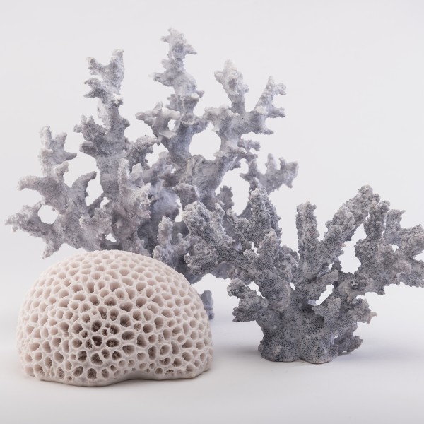 Coral Azul Grande - Azul - Këssa