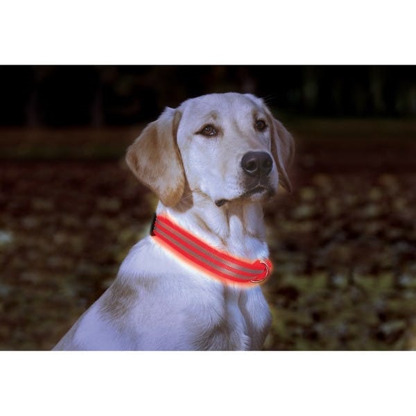 COLLAR PARA PERRO CON LED Y ANTIREFLEJANTE COLORES GRANDE NARANJA