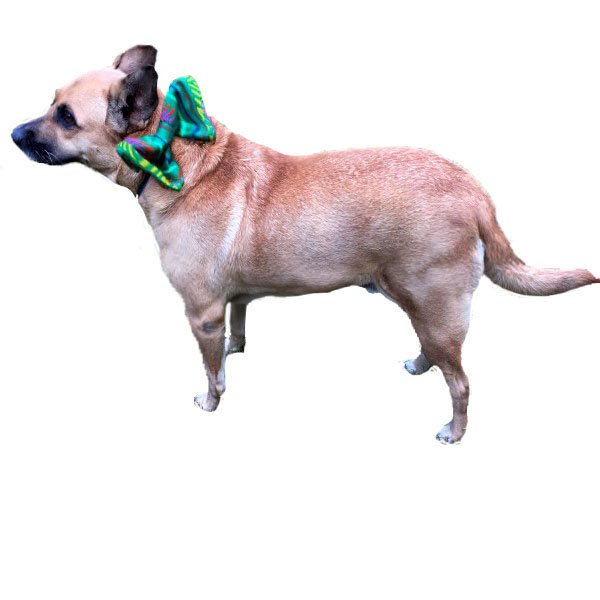 Moño color verde con estilo mexicano para mascotas medianas marca El Rebozo de Dolce