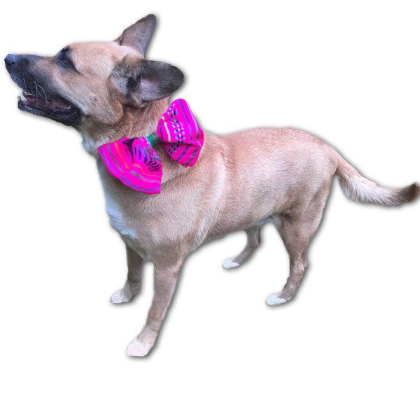 Moño color rosa con estilo mexicano para mascotas medianas marca El Rebozo de Dolce