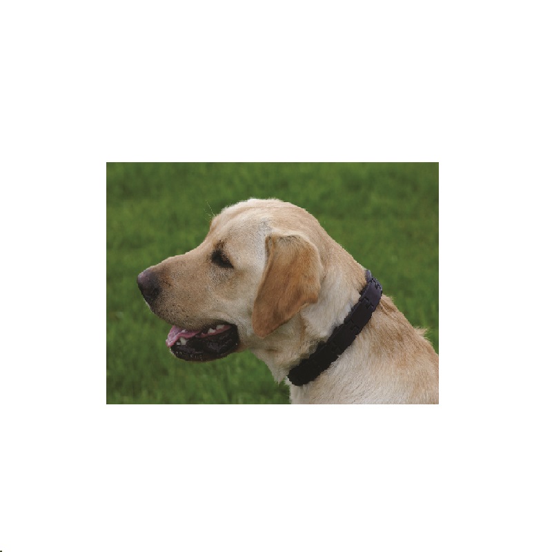Collar Perro Entrenamiento 15 Pulgadas Juguete Starmark