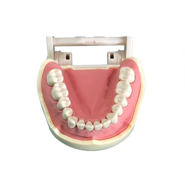 Tipodonto 28 dientes para simulador Frasaco