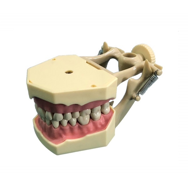 Tipodonto 32 dientes para simulador Frasaco
