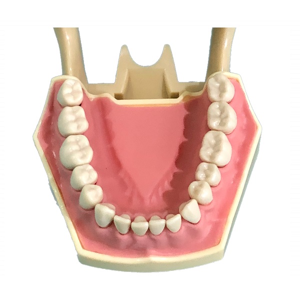 Tipodonto 32 dientes para simulador Frasaco