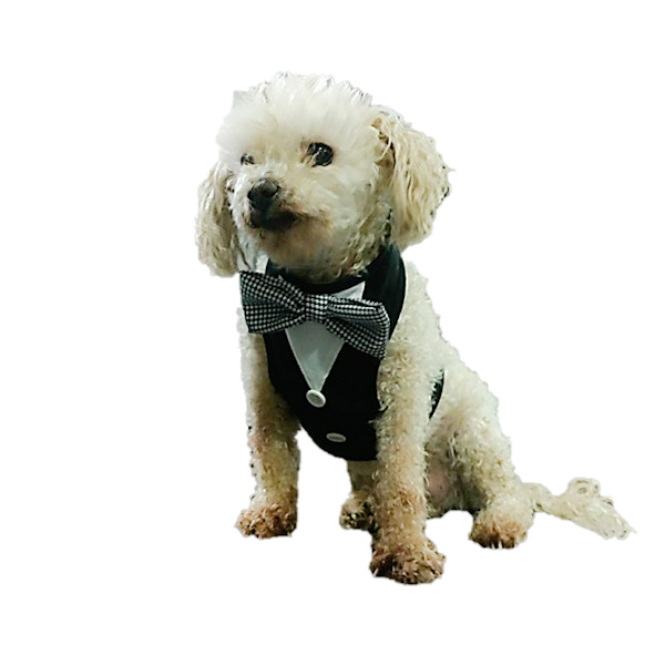 Chaleco Smoking Talla 2, Punky Fashion Pet