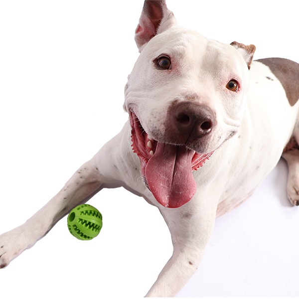 Pelota Grande De Premios Para Perros Innovapets