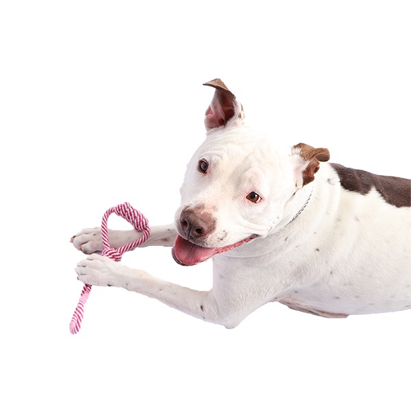 Juguete-Mordedera De Hilo Para Perro Innovapets