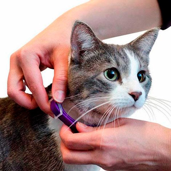 Señor Cat® Nivel 2 Collar Feromonas para gato. Control de Estrés y Ansiedad. Auxiliar de ¡Ahí No! Repelente natural de gatos
