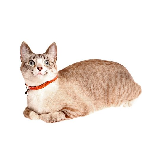 Collar Reflejante Para Gato Con Cascabel
