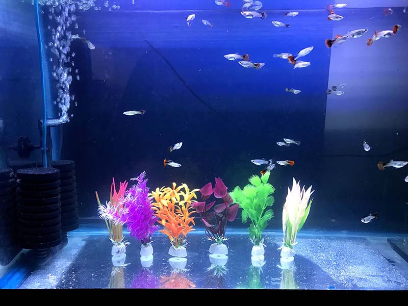 Plantas Para Acuario Artificiales Plasticas Decorativas 10 Cm 6 Pzs