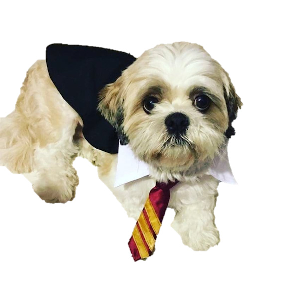 Capa Hp, Talla 2, Punky Fashion Pet