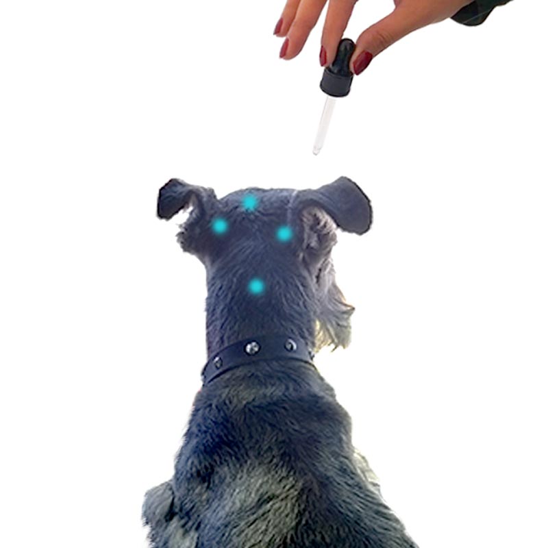 Señor Dog® ¡Ahí No! Nivel 3 Interiores. Marcaje por Ansiedad. Repelente natural de perros 750ml + Collar Feromonas