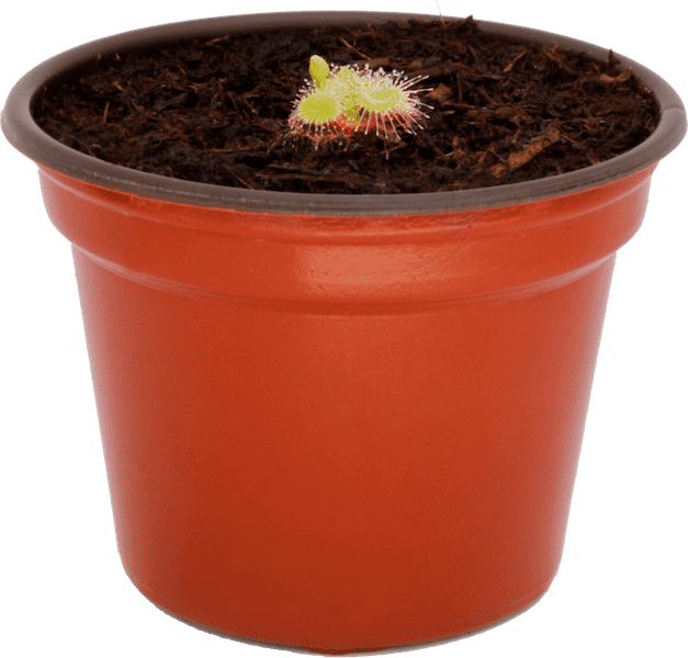 PLANTA CARNIVORA DROSERA BURMANNII ECOVORAZ