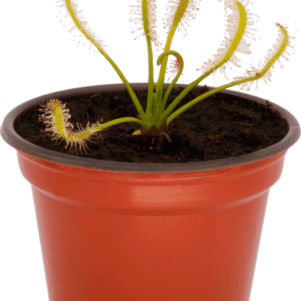 PLANTA CARNIVORA DROSERA CAPENSIS ALBA ECOVORAZ