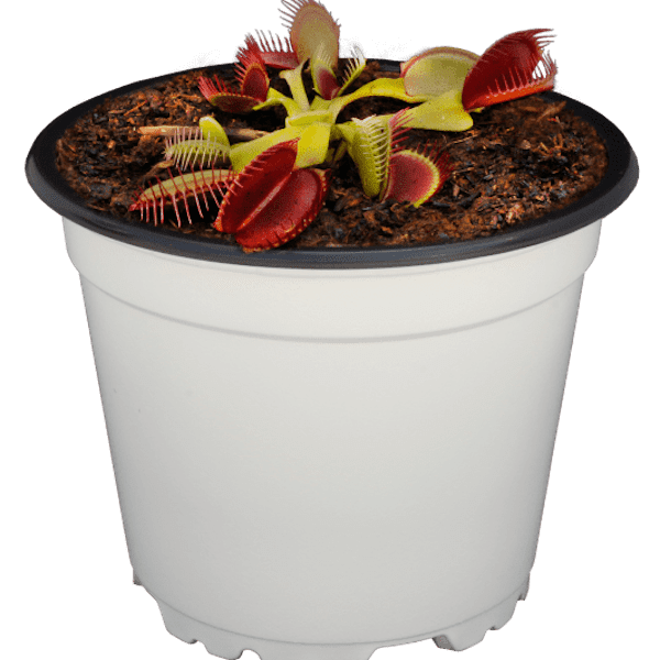 PLANTA CARNIVORA VENUS ATRAPAMOSCAS ECOVORAZ 10CM