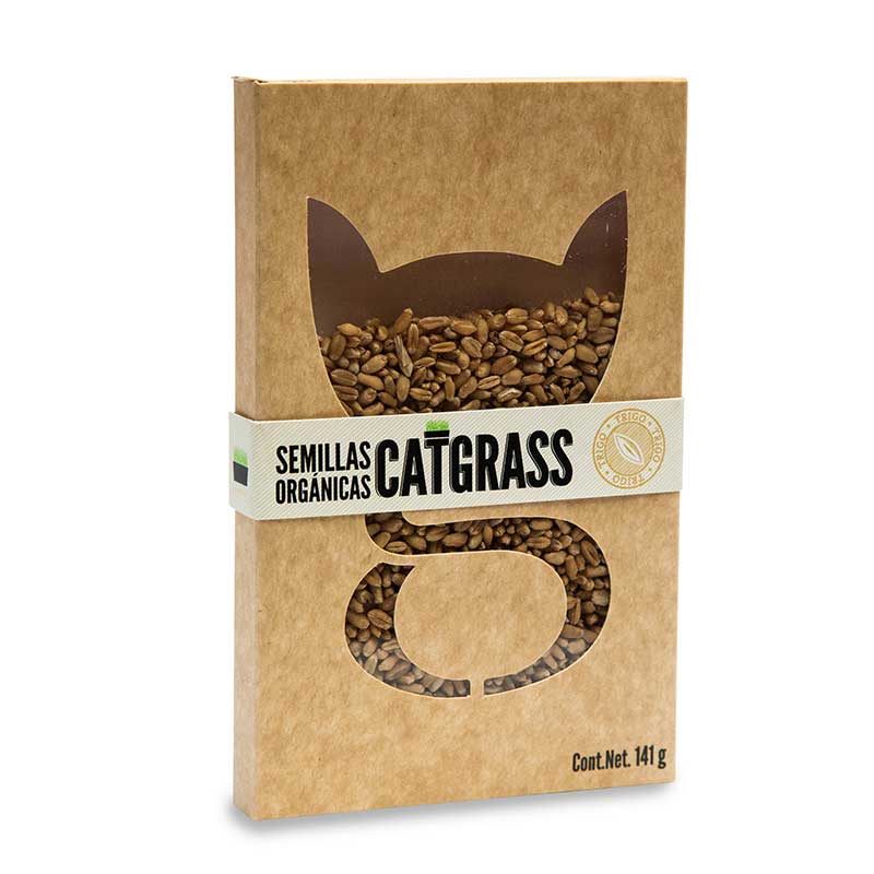 Catgrass pasto para gato de trigo