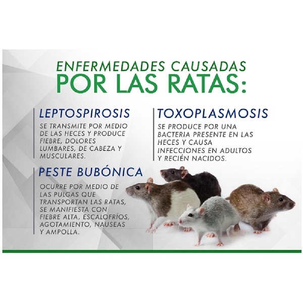 VENENO PARA RATAS RAT KILL TIRA CON 20 SOBRES [1619] : Comercial Treviño