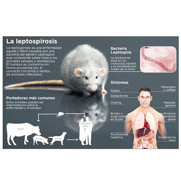 48 Trampas Jumbo Gel Adhesivo P/Rata/Ratón Rata Ani Kill