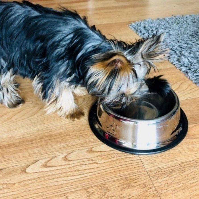 Tazón Plato para Mascota Acero Inoxidable, LBP, Perro Gato, 16oz/150g, 22cm (8.6in) -Plateado