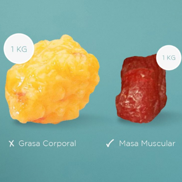 Báscula Inteligente Benetre 335. Integración Bluetooth y Aplicaciones.