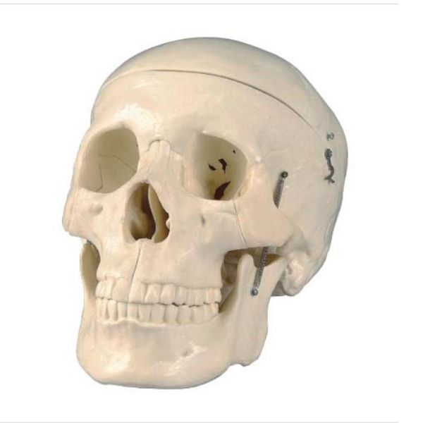 Modelo anatómico de cráneo sin cerebro