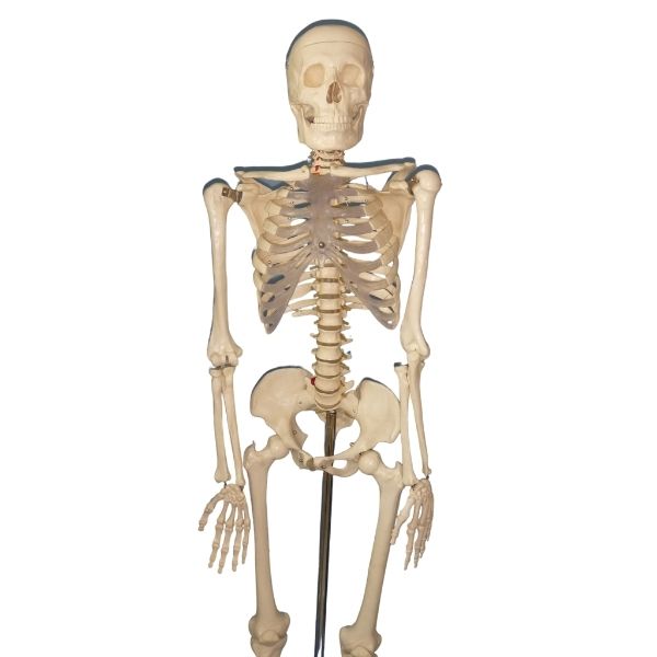 Esqueleto Humano 1.7 mt altura DIDACTICO