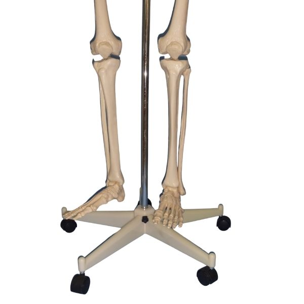 Esqueleto Humano 1.7 mt altura DIDACTICO