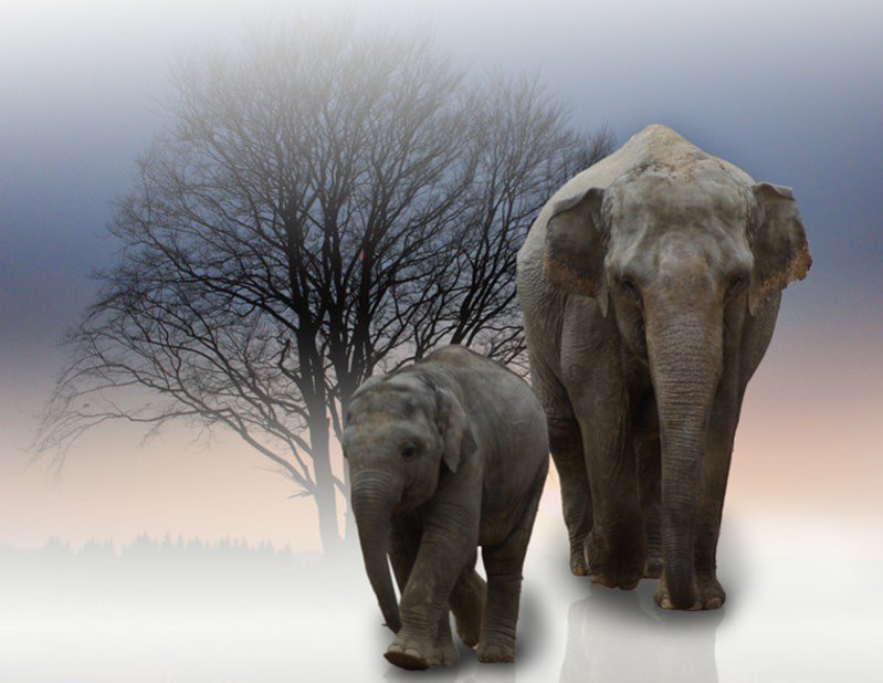 Cuadro Decorativo Canvas Elefantes.