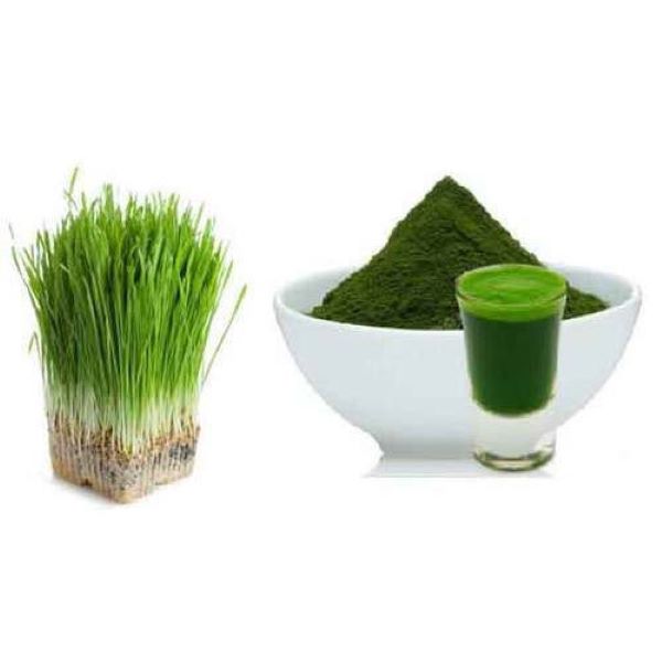 Wheat Grass (Pasto de Trigo) 1 Kg