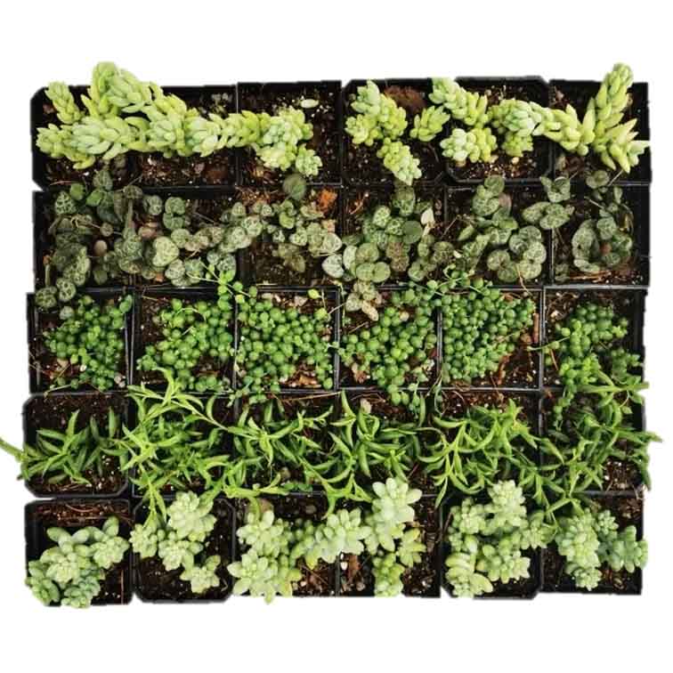 Mix Suculentas Colgantes 60 Pzas M 3 Pulgadas