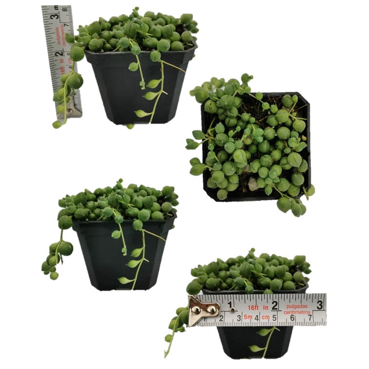 Mix Suculentas Colgantes 60 Pzas M 3 Pulgadas