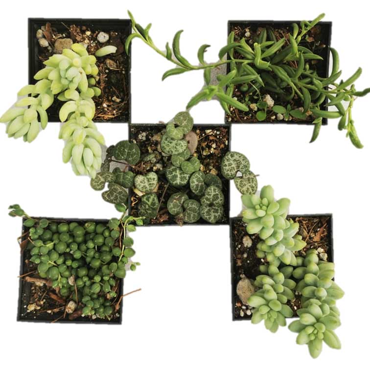 Mix Suculentas Colgantes 60 Pzas M 3 Pulgadas