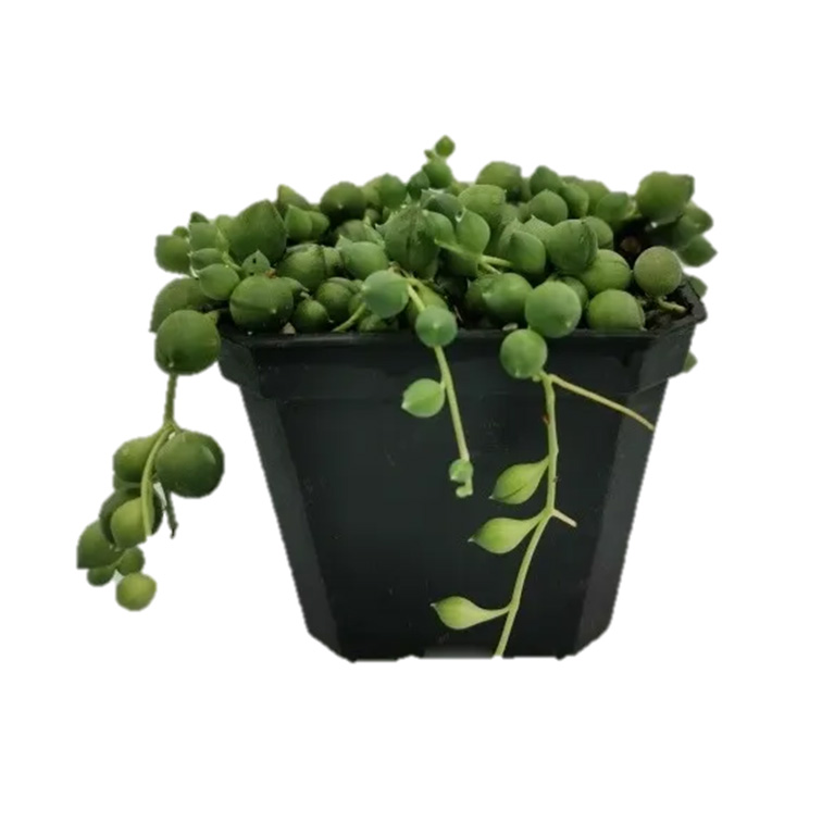 Mix Suculentas Colgantes 60 Pzas M 3 Pulgadas