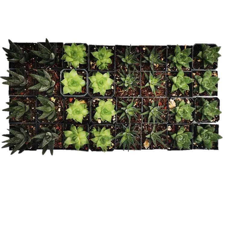 Mix Haworthias 15 Pzas M 3 Pulgadas