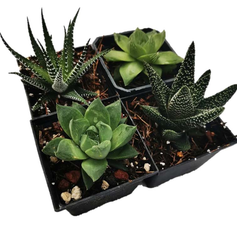 Mix Haworthias 15 Pzas M 3 Pulgadas