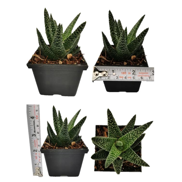 Mix Haworthias 15 Pzas M 3 Pulgadas