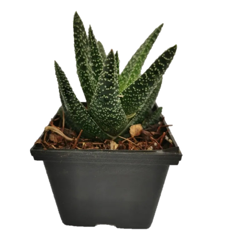 Mix Haworthias 15 Pzas M 3 Pulgadas