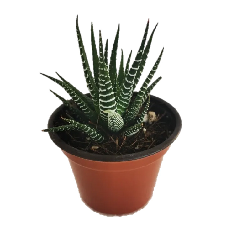 Mix Haworthias 15 Pzas M 3 Pulgadas