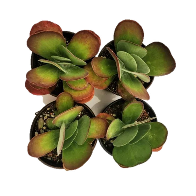 Set 4 pzas Kalanchoe luciae M 6 pulgadas