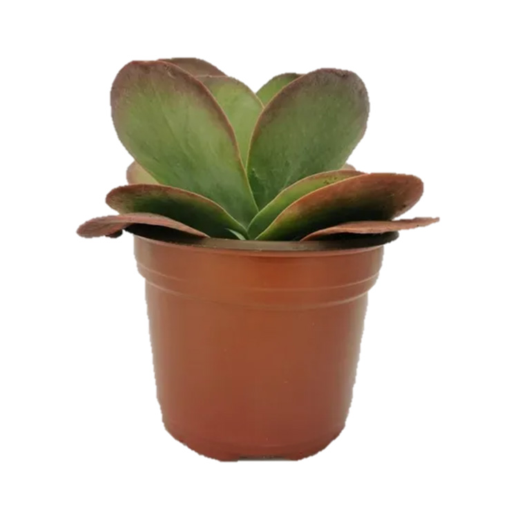 Set 4 pzas Kalanchoe luciae M 6 pulgadas