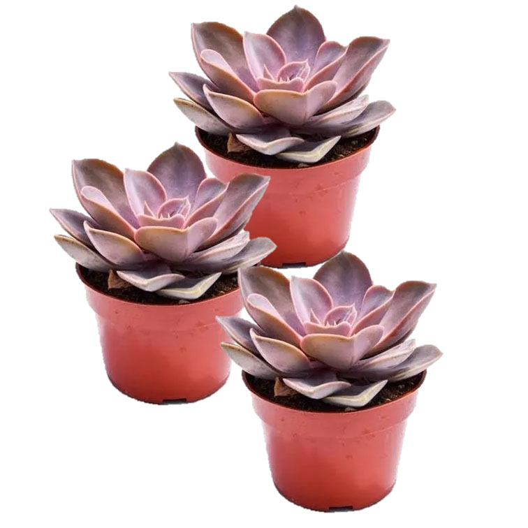Set 3 pzas Echeveria Perle Von Nurnberg M 6 pulgadas