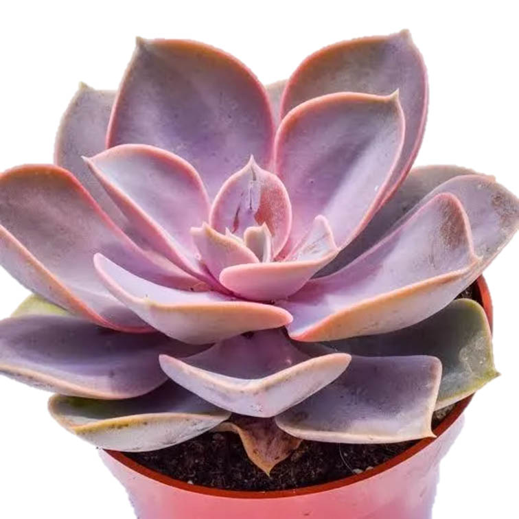 Set 3 pzas Echeveria Perle Von Nurnberg M 6 pulgadas