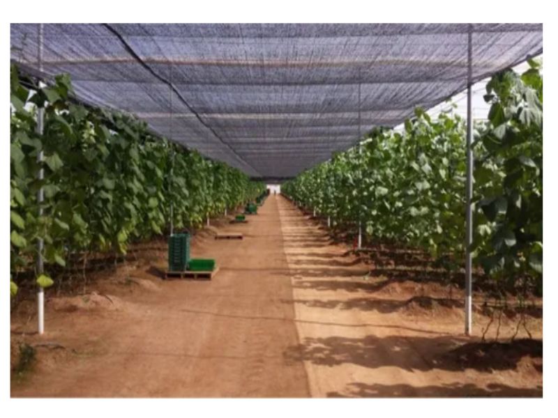 Malla Sombra 50% Raschel Negro 4.2 Mts De Ancho X 100 Mt Largo