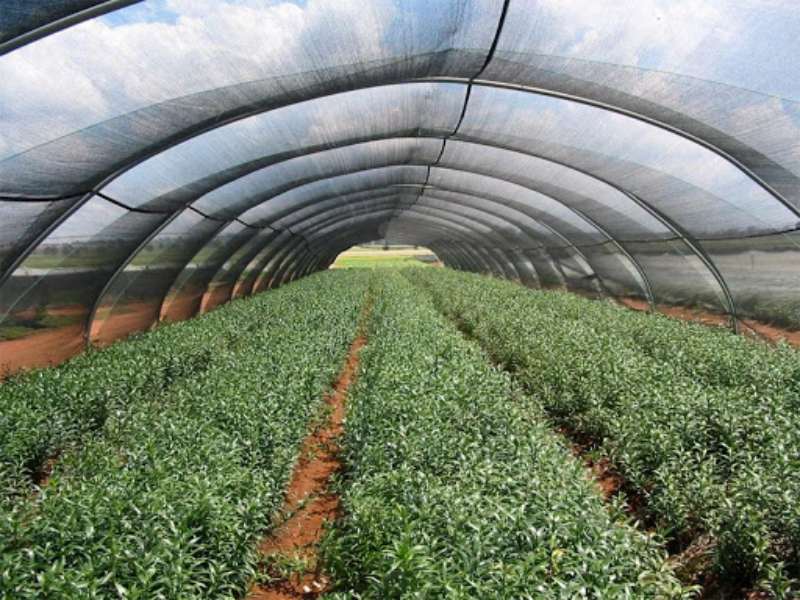 Malla Sombra 35% Raschel Negro 4.2 Mts De Ancho X 45 Mt Largo