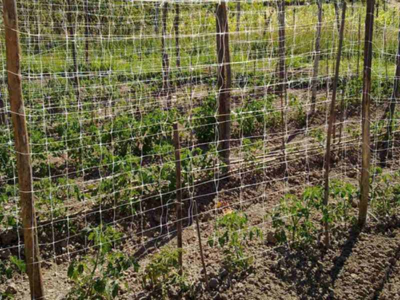 Malla Espaldera Tutora Pepinera Tomatera Hortalizas 1x1m