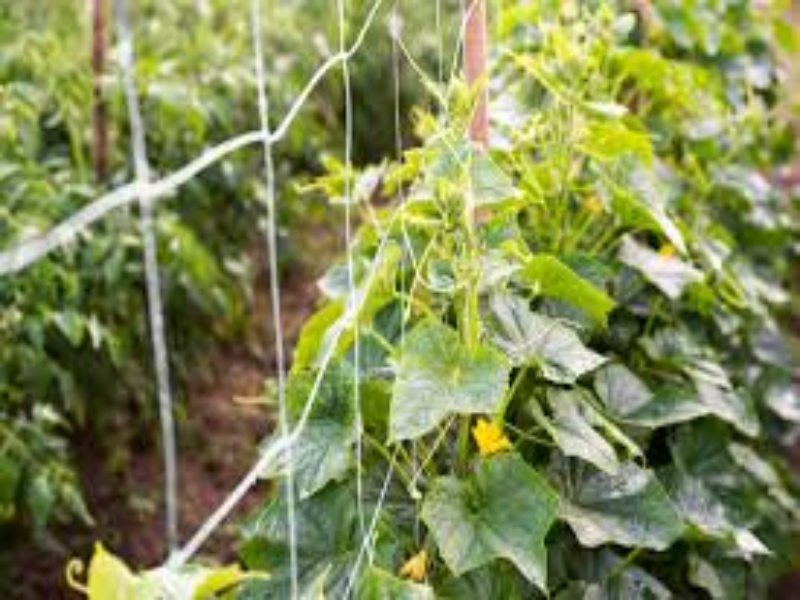 Malla Espaldera Tutora Pepinera Tomatera Hortalizas 1x7m