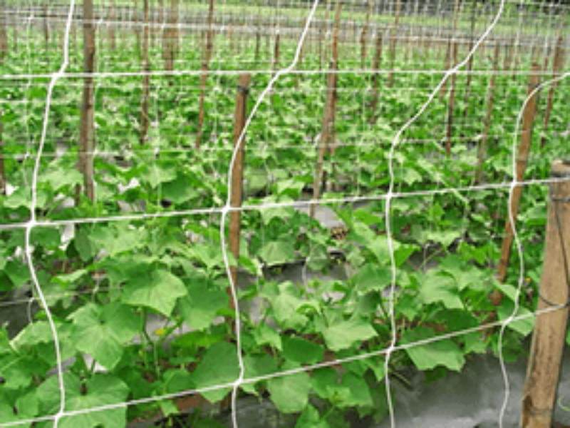 Malla Espaldera Tutora Pepinera Tomatera Hortalizas 1x8m