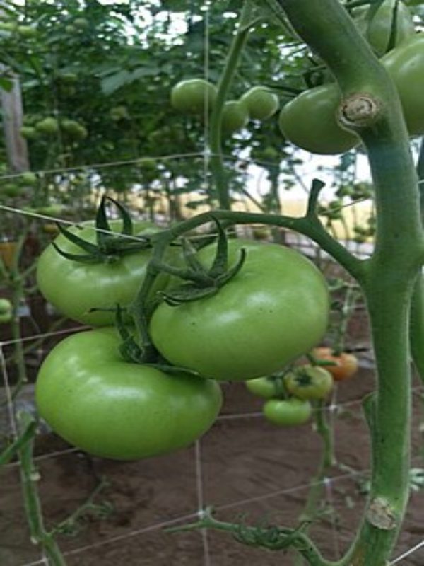 Malla Espaldera Tutora Pepinera Tomatera Hortalizas 1x30m