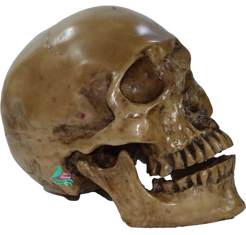 Cráneo Humano De Resina, Mandíbula Articulada , Para Escuela , Decoración Hueso sucio